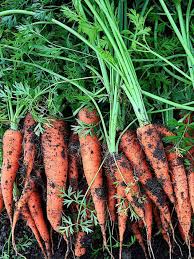 Open Pollinated Vegetable Seeds